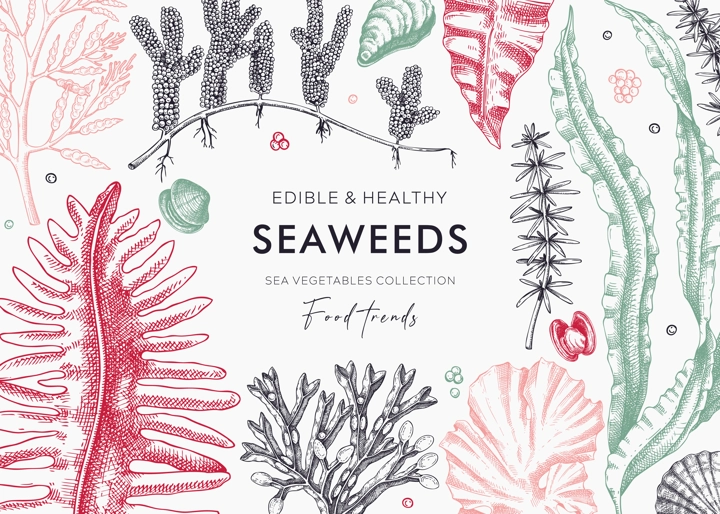 Edible seaweed background with hand drawn sea vegetables - kelp, kombu, wakame, hijiki, Irish moss illustration. Underwater algae vector frame in color. Healthy food ingredients. Japanese cuisine